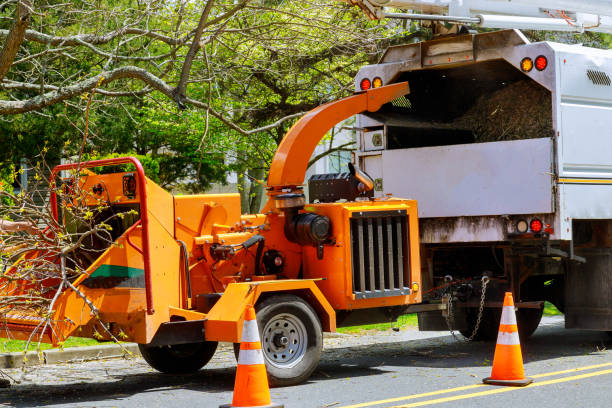 Best Fruit Tree Pruning  in Rio Vista, CA