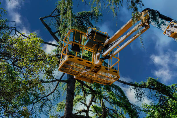 Best Tree Preservation Services  in Rio Vista, CA