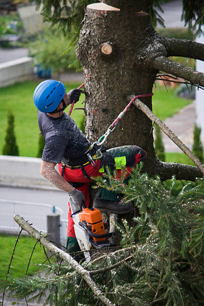 Best Utility Line Clearance  in Rio Vista, CA