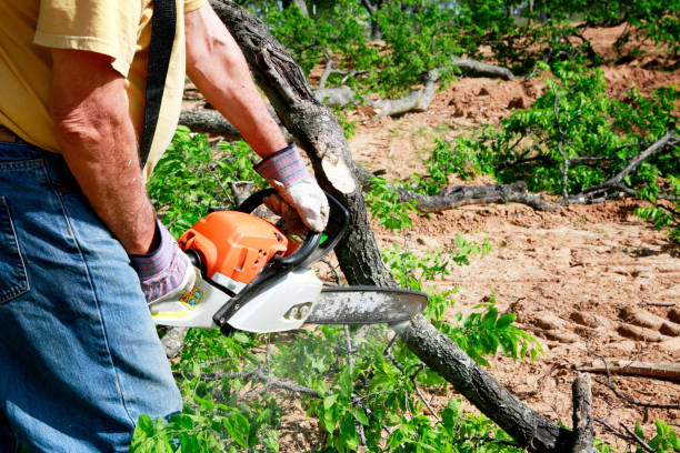 Best Arborist Consultation Services  in Rio Vista, CA